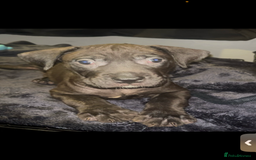 Presa Canario dogs for sale: Beautiful presa canario puppies!! - Advert 17