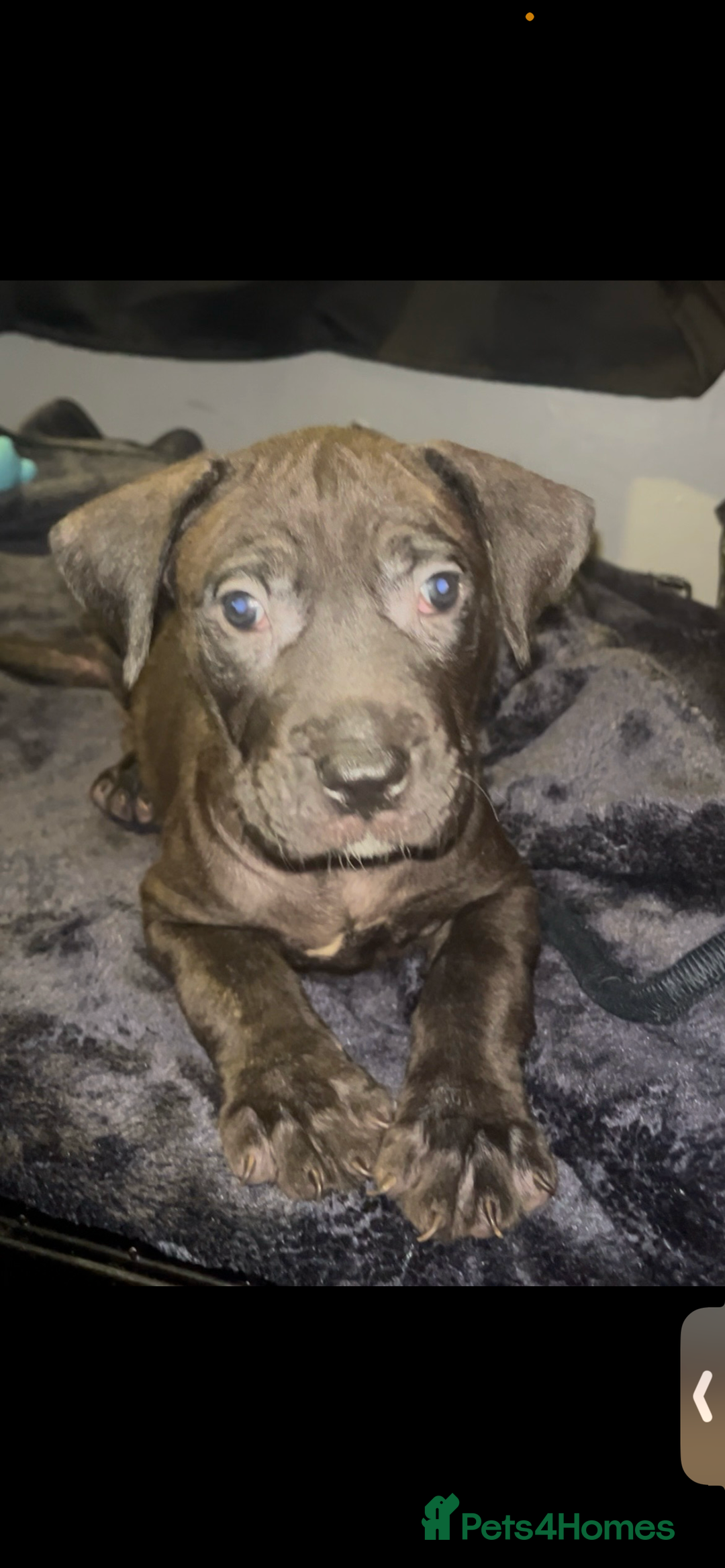 Presa Canario dogs for sale: Beautiful presa canario puppies!! - Advert 17
