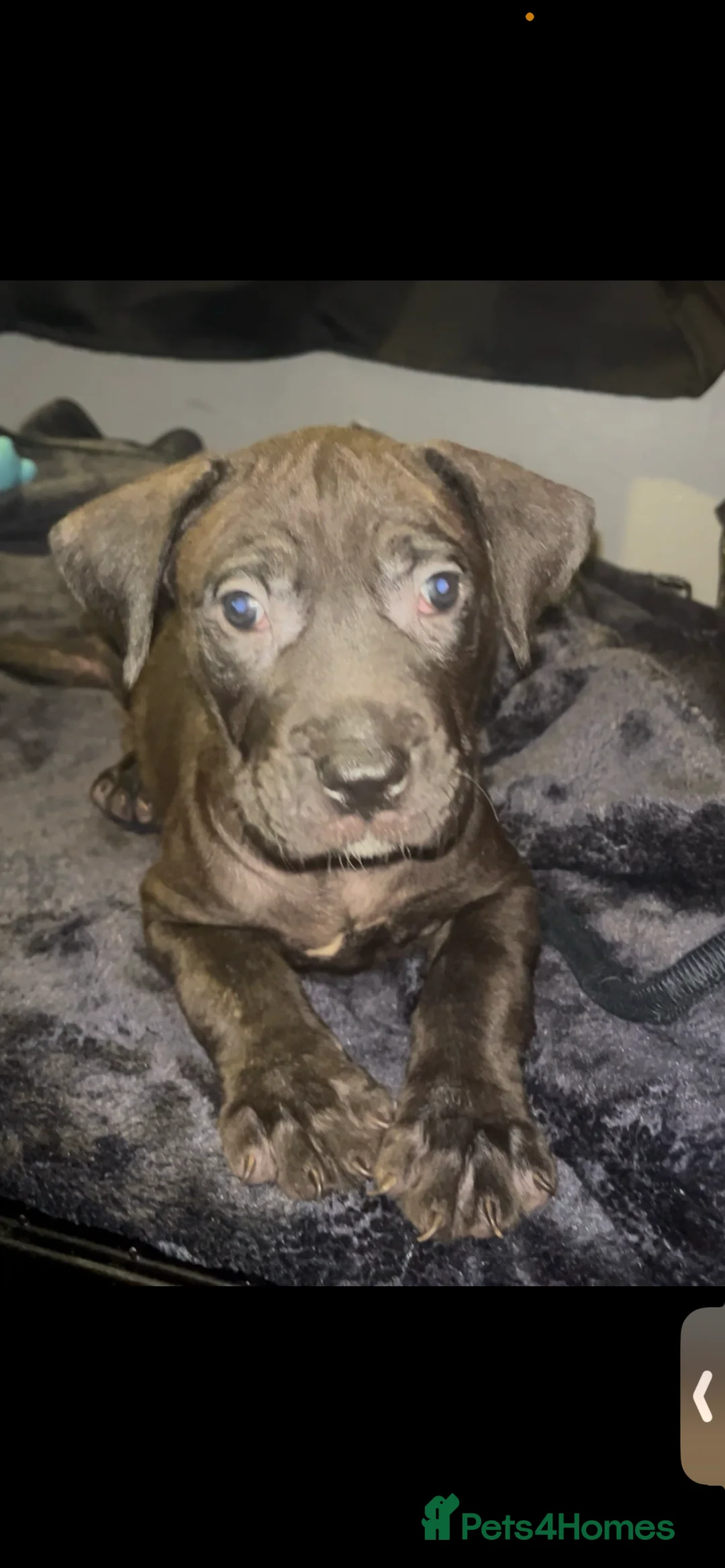 Presa Canario dogs for sale: Beautiful presa canario puppies!! - Advert 17