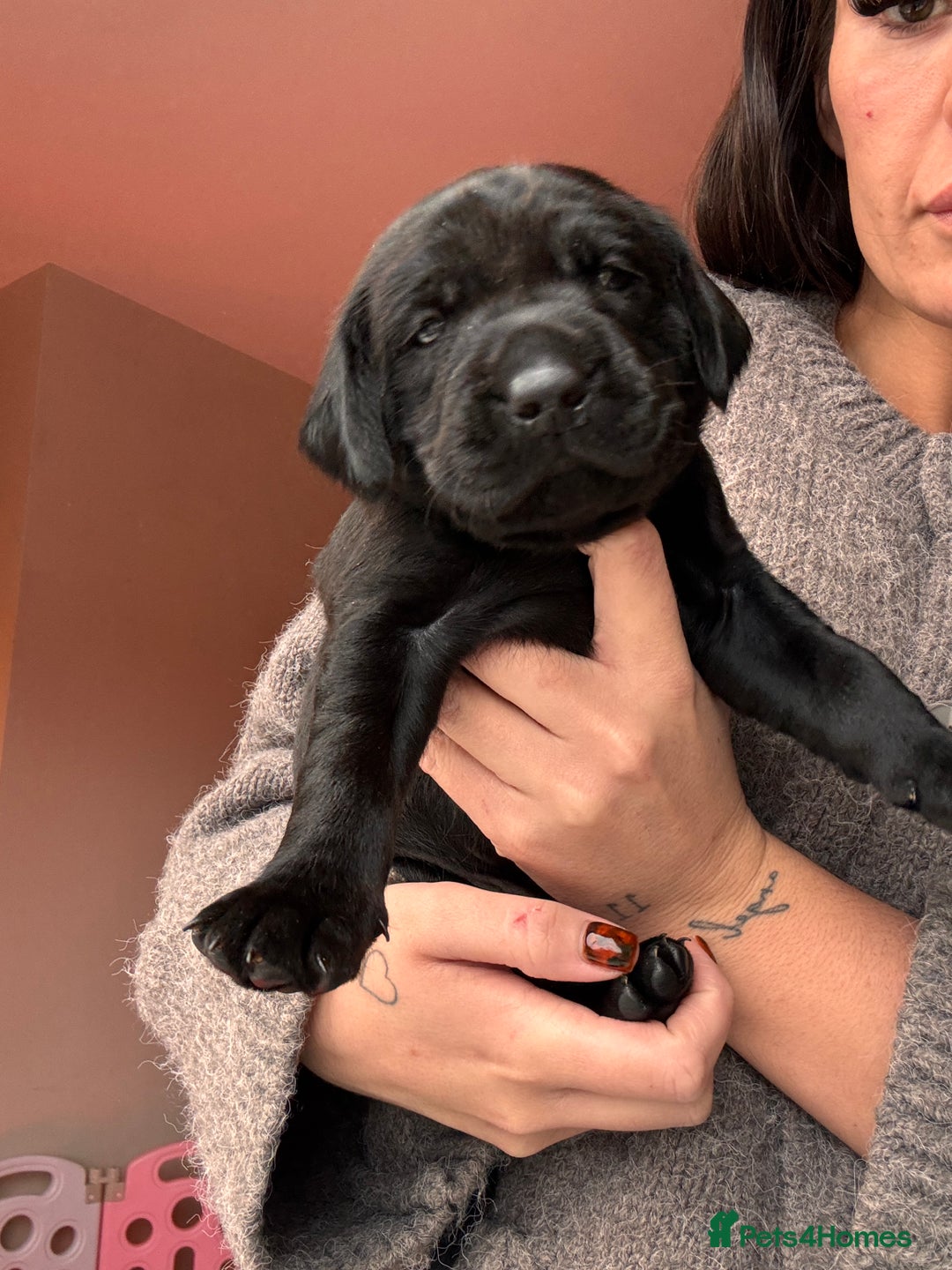 Labrador Retriever dogs for sale: Beautiful KC Labs / DRAKESHEAD - 1 BOY LEFT! - Advert 23