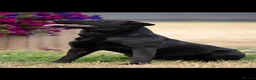 Labrador Retriever dogs for sale: Pedigree Labrador puppies - healthy and smart - Advert 7