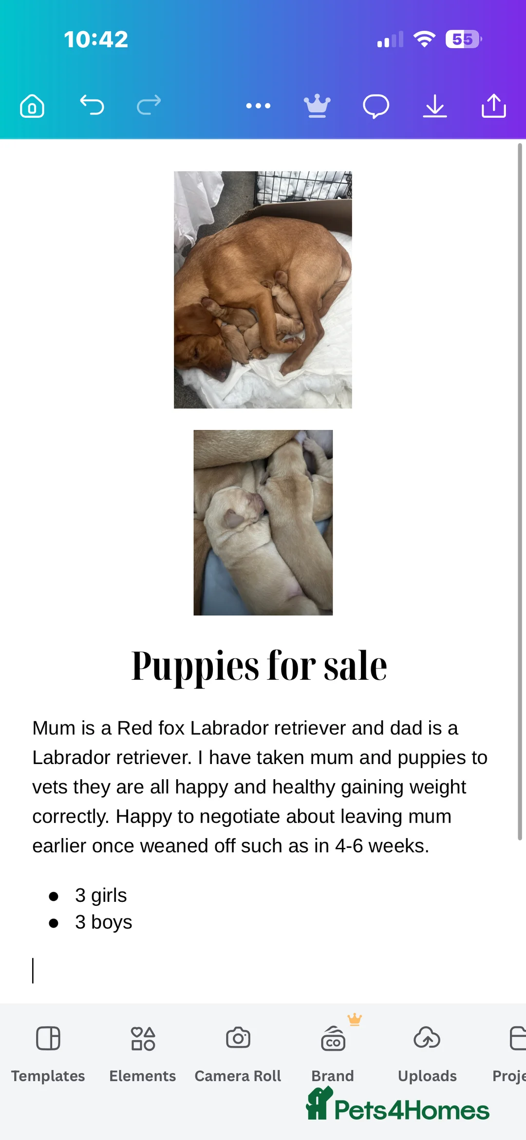 Labrador Retriever dogs for sale: 6 puppies  in Ipswich - Advert 2