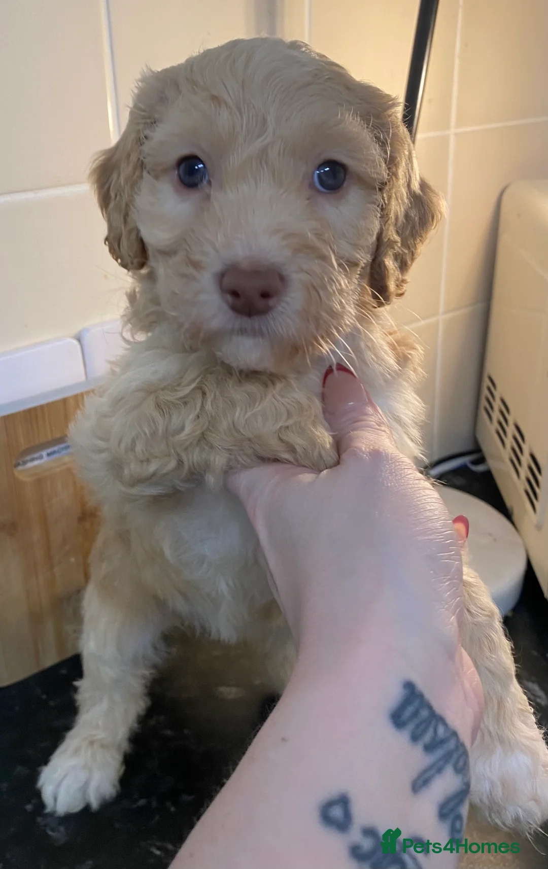 Cockapoo dogs for sale: Beautiful F2 Cockapoo puppies 🏡🐶  - Advert 11