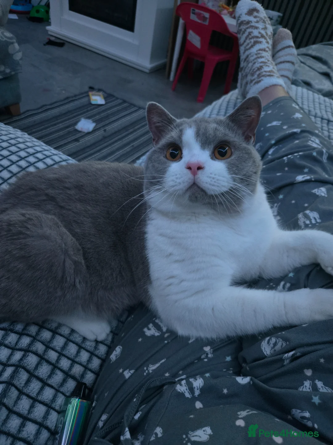 British Shorthair cats for sale: Full paedigray British shorthair kittens. - Advert 19