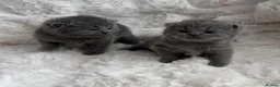 British Shorthair cats for sale: Champion GCCF British shorthair kittens - Advert 18
