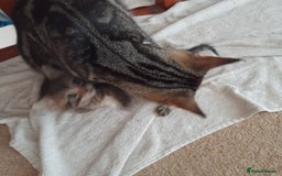 Bengal cats for sale: 1 Beautiful, Healthy Kitten - Image 20