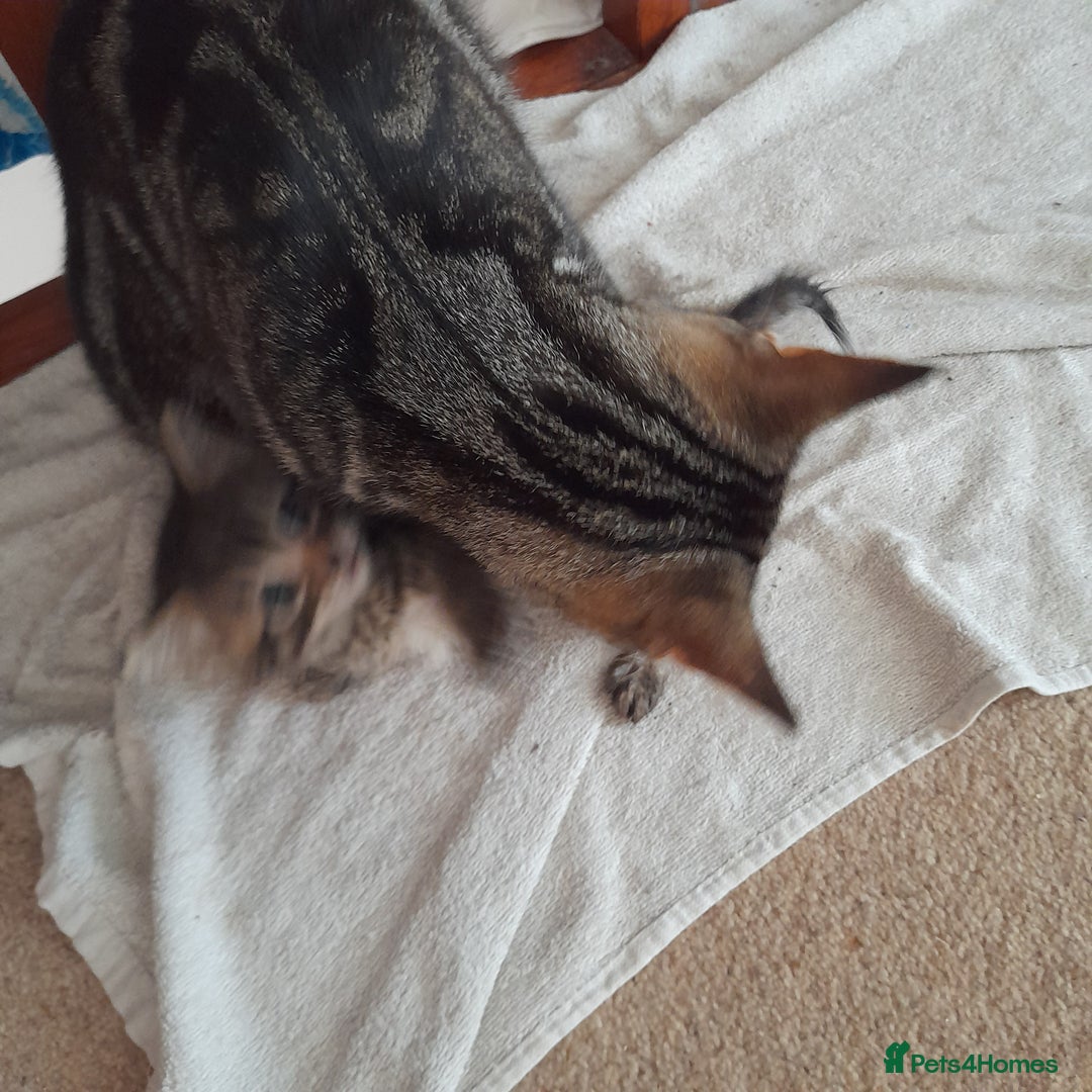 Bengal cats for sale: 1 Beautiful, Healthy Kitten - Image 20