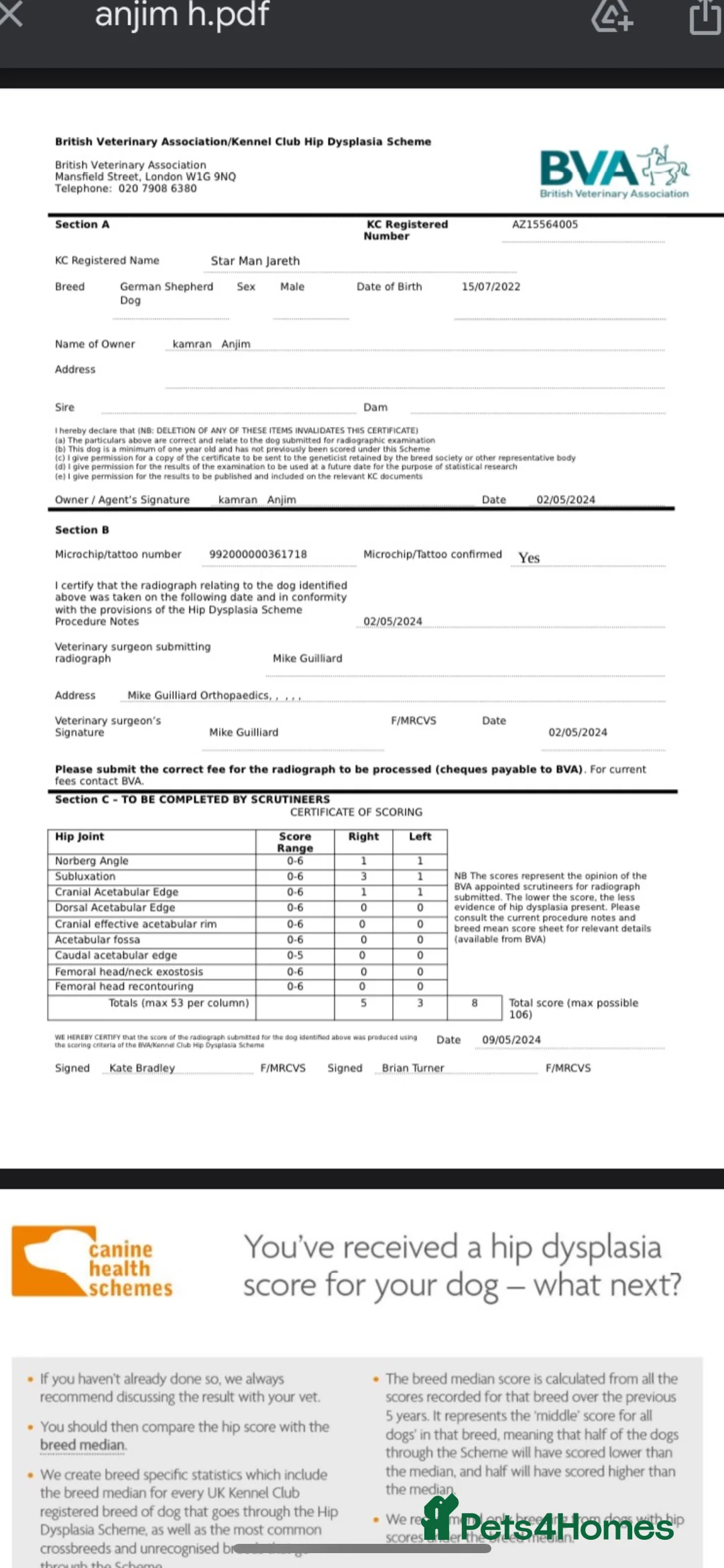 German Shepherd dogs for stud: Kc reg PROVEN Champion bloodline male for stud  in Oldham - Advert 8