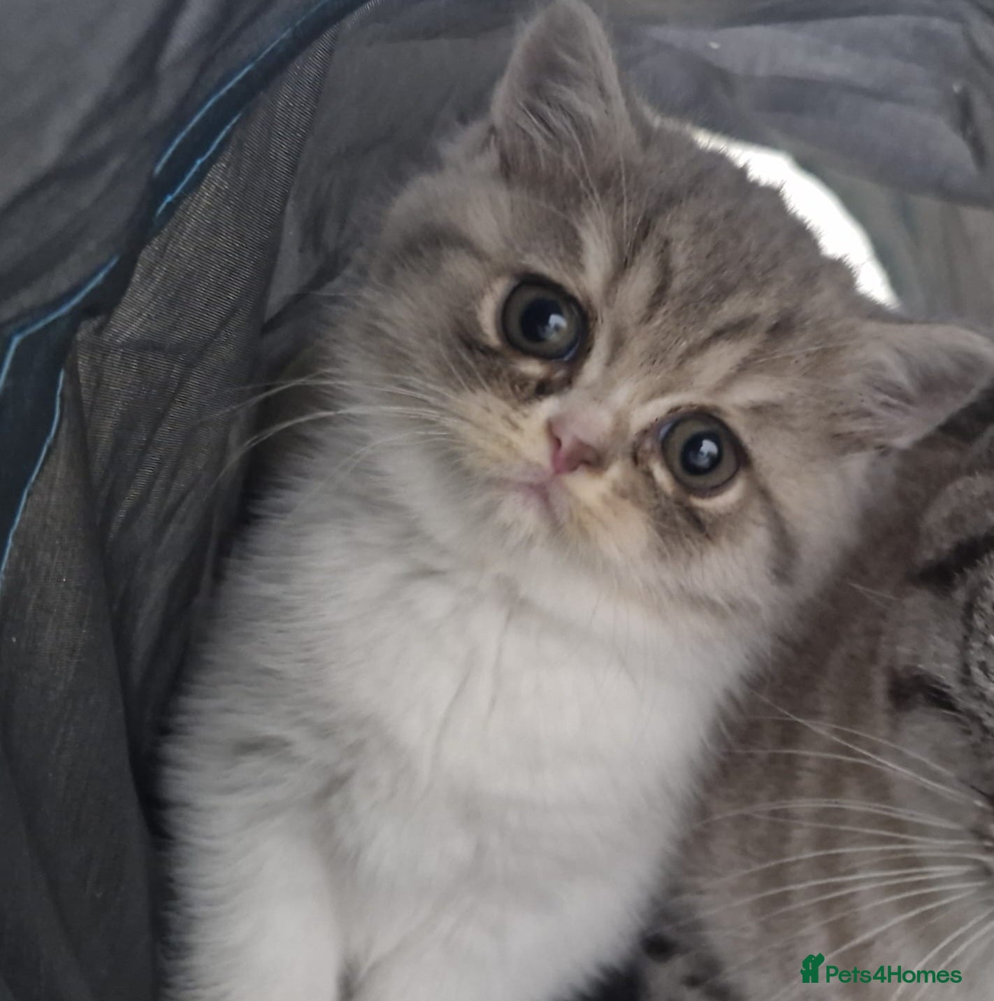 Selkirk Rex cats Pedigree selkirk rex kitten girls non curly - Advert 12