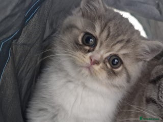 Selkirk Rex cats Pedigree selkirk rex kitten girls non curly - Advert 18