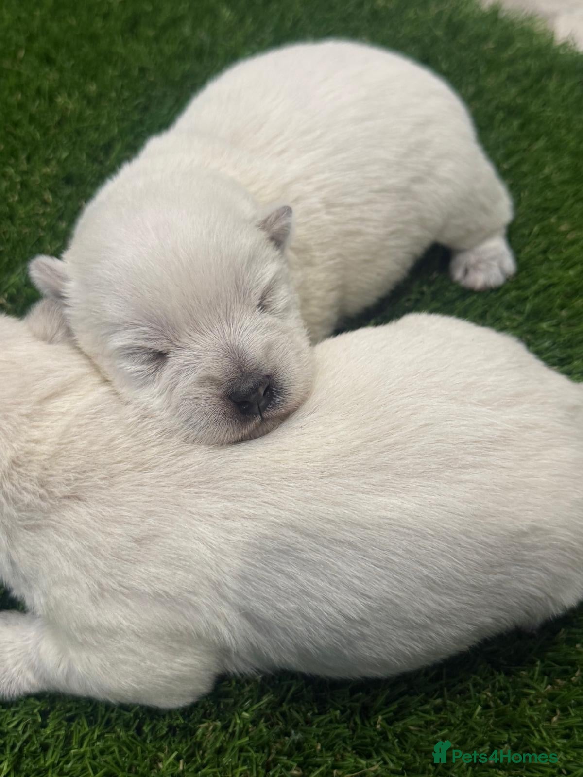 West Highland Terrier dogs Exceptional Westie Puppies🧬Health Tested Parents - Advert 2