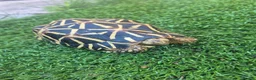 Tortoise reptiles for sale: MALE INDIAN STAR TORTOISE  in Newcastle upon Tyne - Advert 5