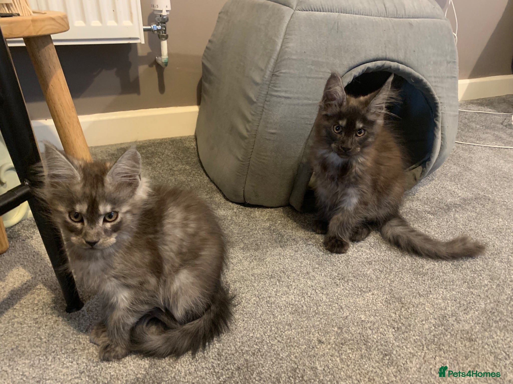 Maine Coon cats GCCF Gorgrous Maine coon boys for sale - Advert 2
