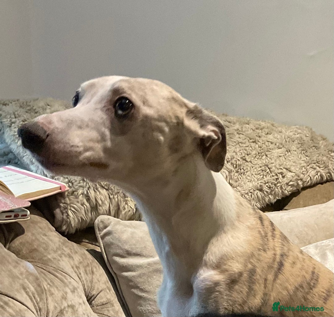 Mixed Breed dogs for sale: Whippet x Miniature Labradoodle.  - Advert 8