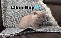 British Shorthair cats for sale: Gorgeous British Shorthair Kittens - Image 6