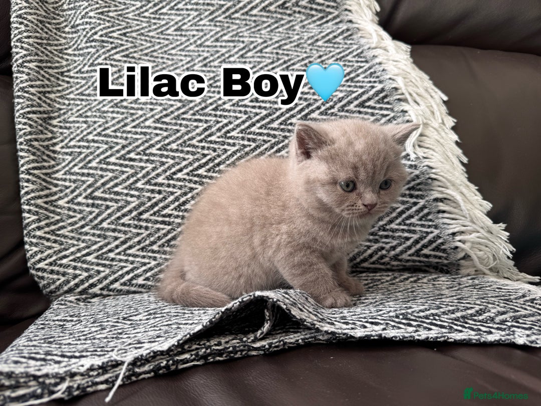 British Shorthair cats for sale: Gorgeous British Shorthair Kittens - Image 6