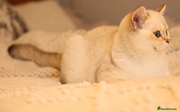 British Shorthair cats for sale: TICA British Shorthair Kittens Champion bloodline in Bedford - Image 18