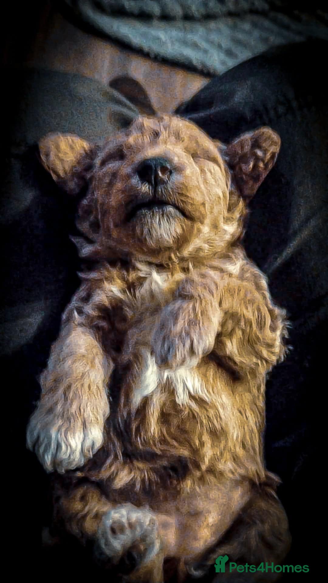 Bordoodle dogs for sale: F1B Bordoodle Puppies - Image 20