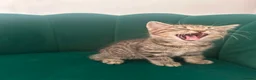 Scottish Fold cats for sale: ✨Adorable Scottish Fold Kittens 🐾 - Advert 8