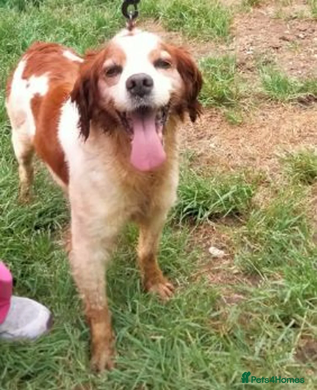 Brittany Spaniel dogs for adoption: Quetzal - Advert 1