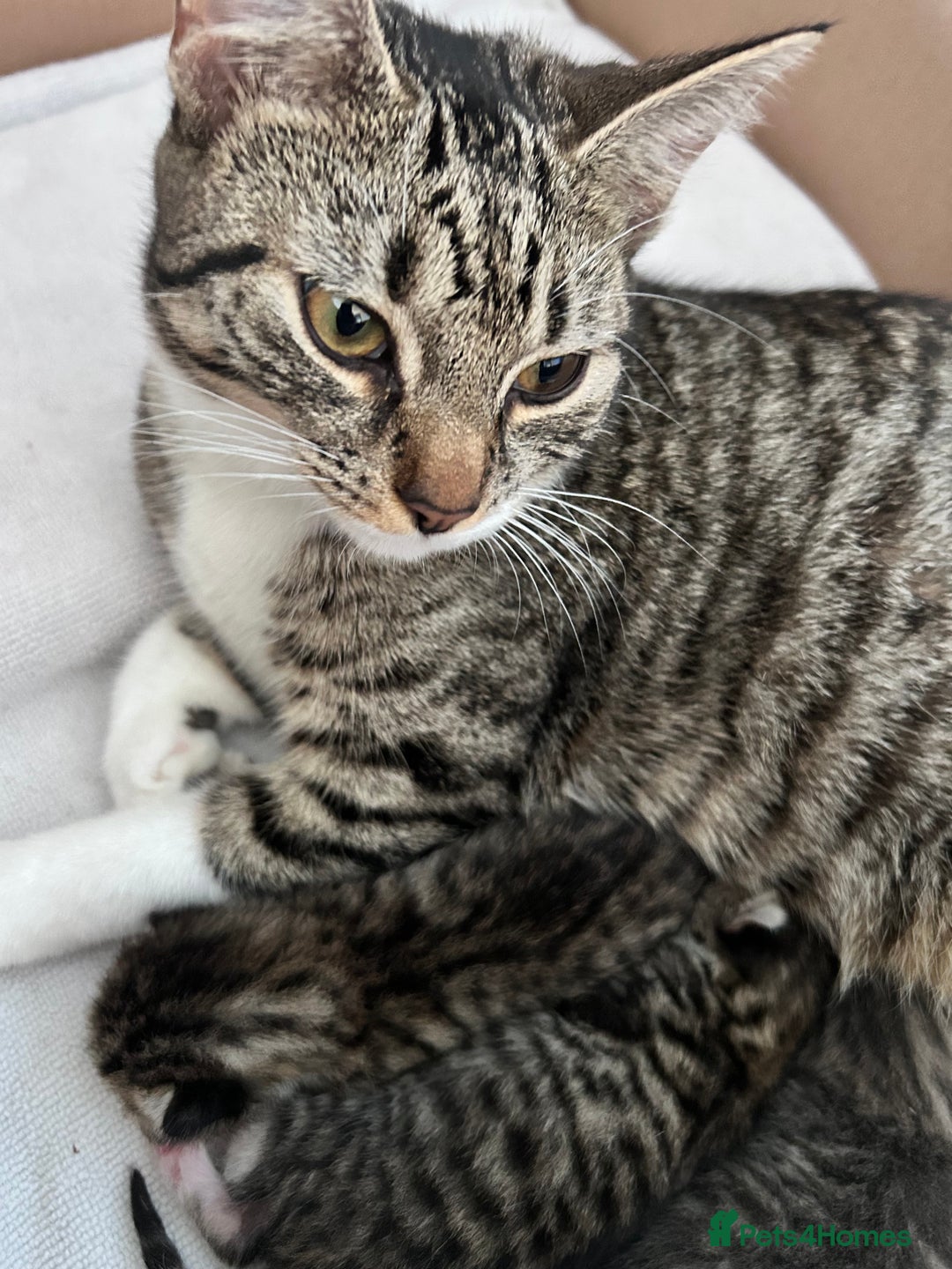 Bengal cats for sale: 4 Bengal kittens  - Image 2