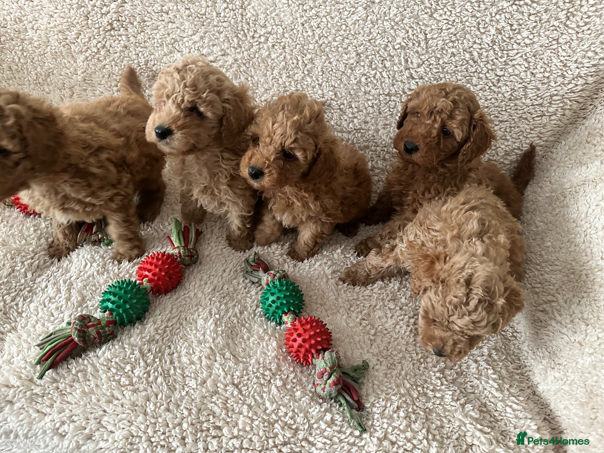 Toy Poodle dogs Apricot/red  - Advert 1