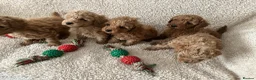 Toy Poodle dogs for sale: Apricot/red  - Advert 1