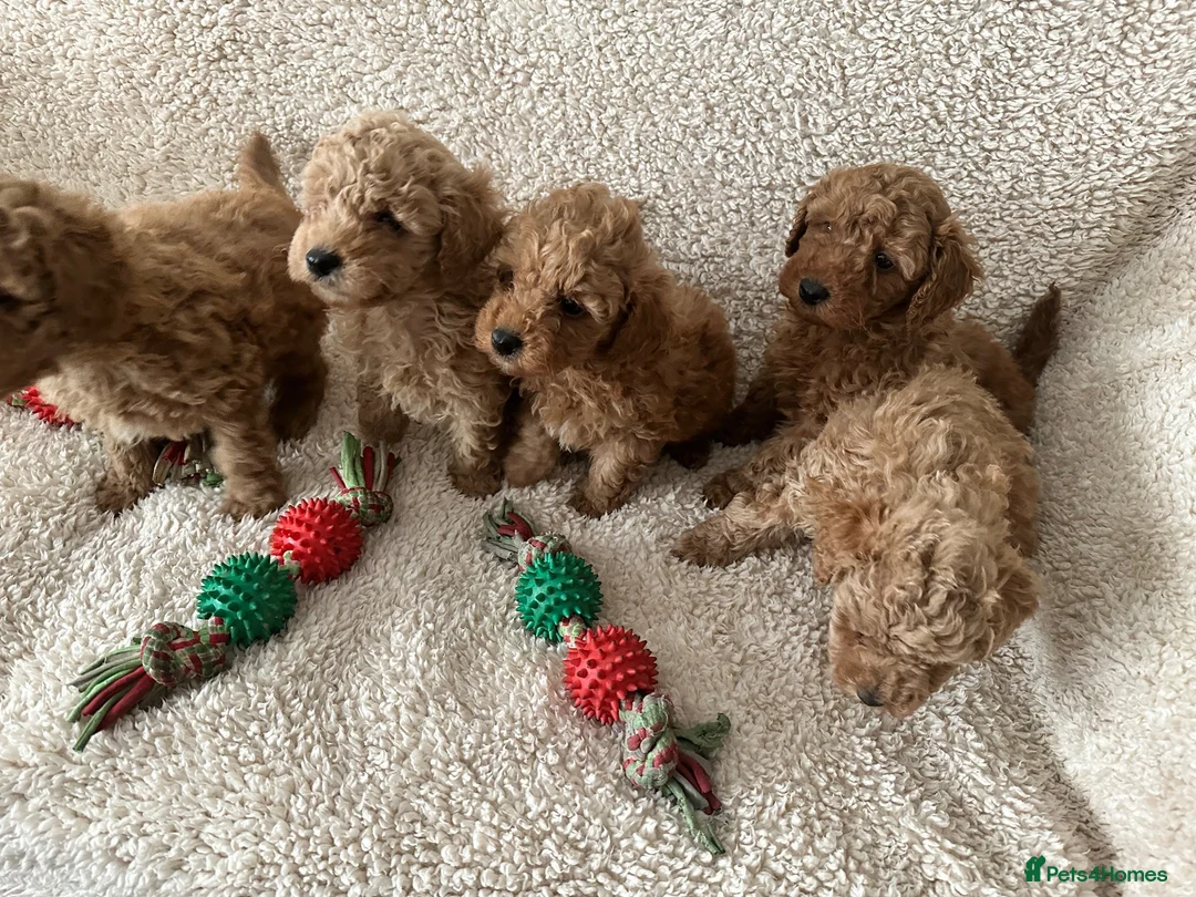 Toy Poodle dogs for sale: Apricot/red  - Advert 1