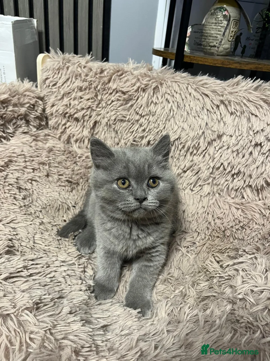 British Shorthair cats for sale: 2 blue beautiful girls British shorthair - Advert 6