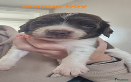 English Springer Spaniel dogs for sale: English Springer Spaniel Puppies  - Image 7