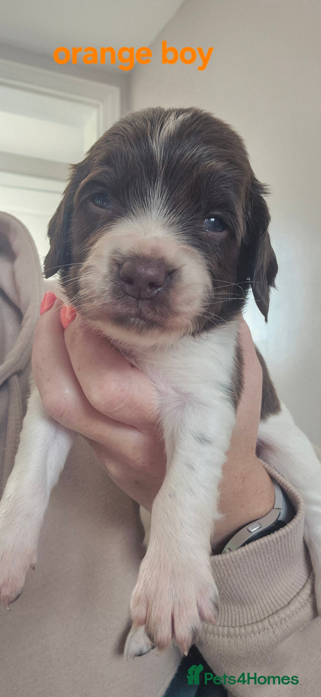 English Springer Spaniel dogs for sale: English Springer Spaniel Puppies  - Image 7