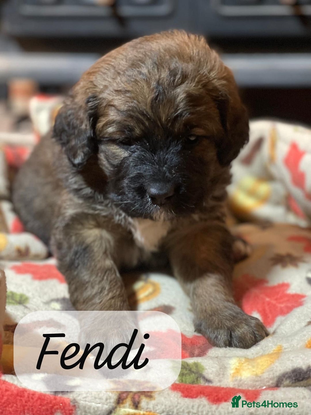 Bernedoodle dogs for sale: Beautiful Bernedoodle babies  - Advert 30
