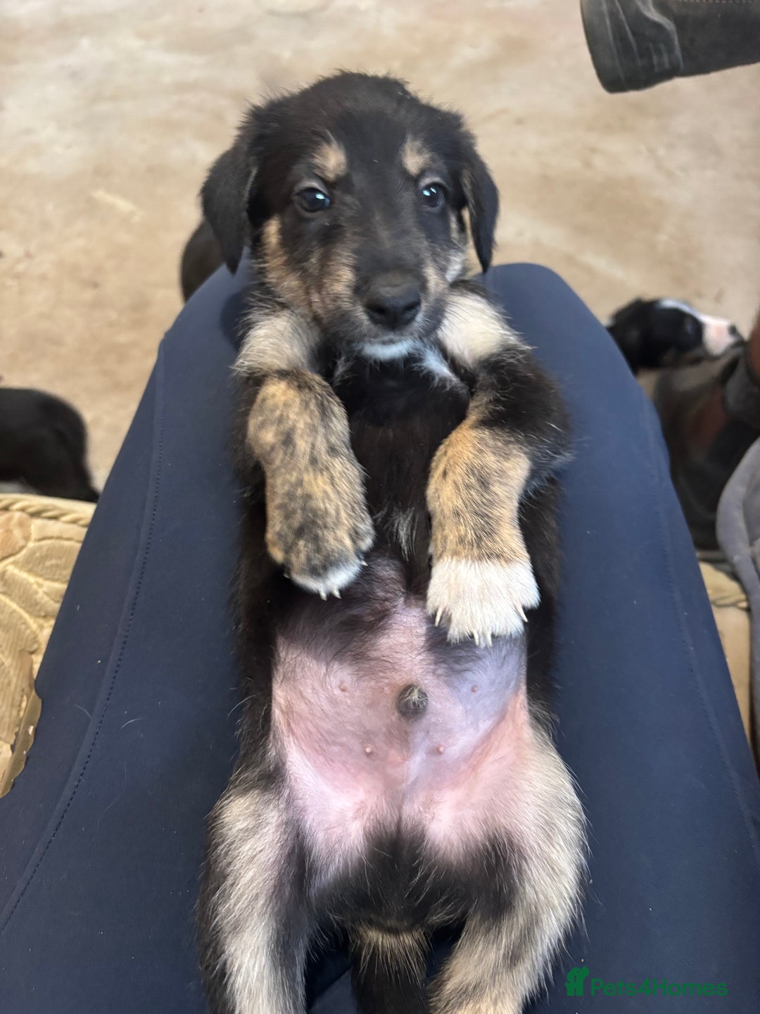 Mixed Breed dogs for sale: Collie Whippet Puppies - Image 1