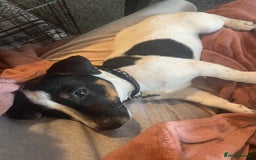 Jack Russell dogs for sale: Male Jack Russel puppy - Image 2