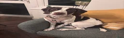 Mixed Breed dogs for sale: SWEET,LOVING PRINCESS NEEDS NEW HOME in Morden - Advert 3