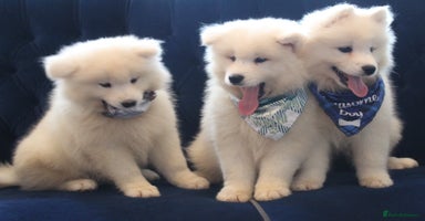 Samoyed dogs - Advert 13