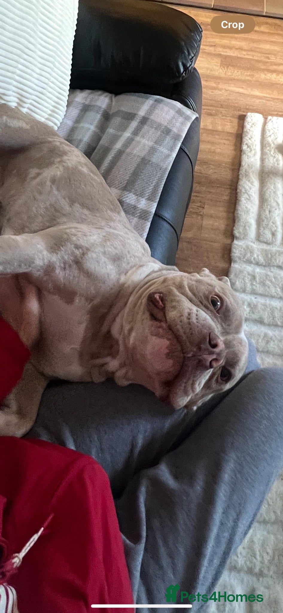 American Bully dogs Need to rehome my girl  - Advert 2