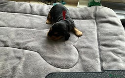 Cocker Spaniel dogs for sale: Sandy - Image 4