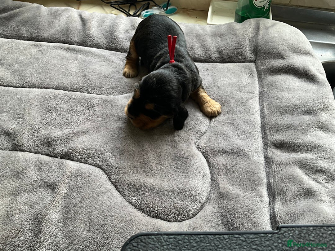 Cocker Spaniel dogs for sale: Sandy - Image 4