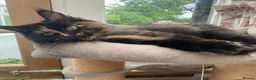 Maine Coon cats for sale: Beautiful Maine coon girl - Advert 3