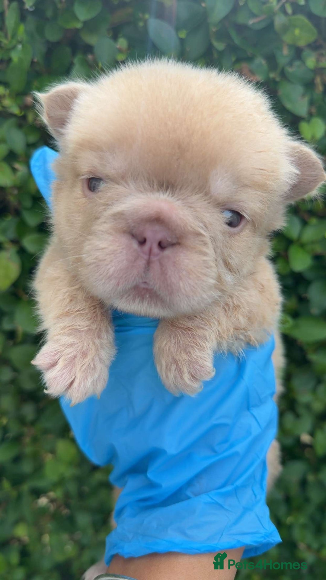 French Bulldog dogs for sale: Visual fluffy rope French bulldog puppies - Image 9