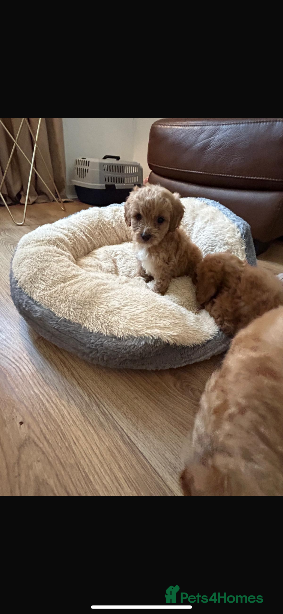 Cockapoo dogs for sale: Cockapoo puppies in Aberdeen - Advert 33