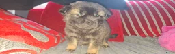 Mixed Breed dogs for sale: Rus-A-Pei ( Rare ) - Advert 4