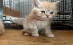 Persian cats for sale: Persians kittens  - Advert 6