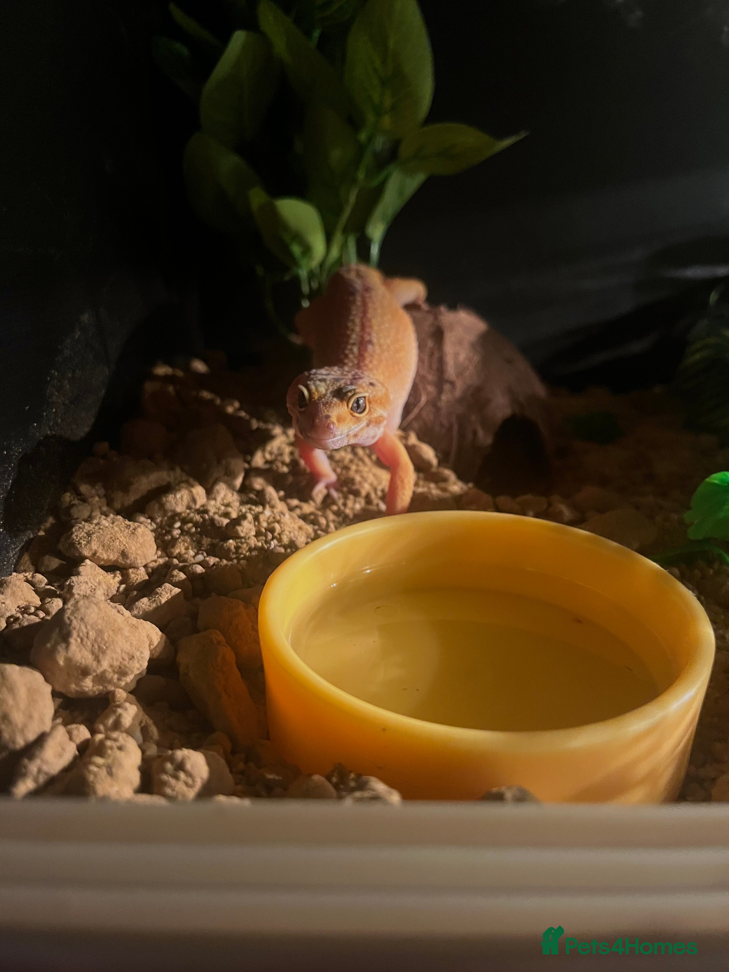 Leopard Gecko reptiles Albino Leopard Gecko - Advert 4
