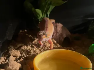 Leopard Gecko reptiles Albino Leopard Gecko - Advert 5