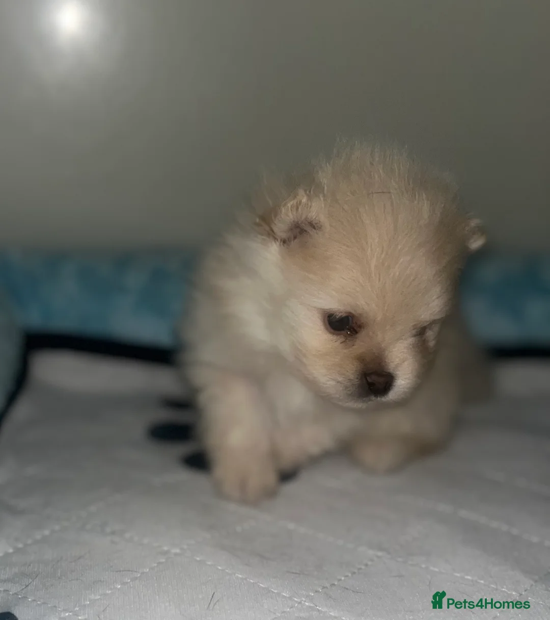 Pomeranian dogs for sale: 2 stunning Pomeranian boys available. - Advert 11