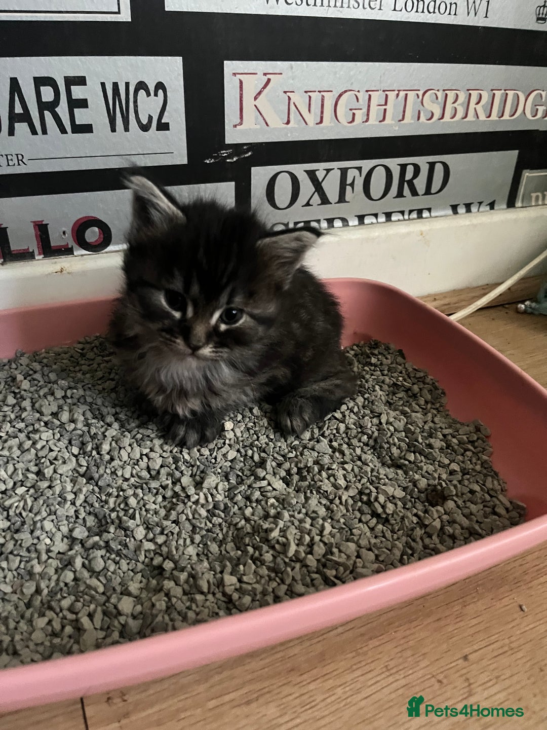 Maine Coon cats for sale: Maine coon X Ragdoll mix breed - Advert 9