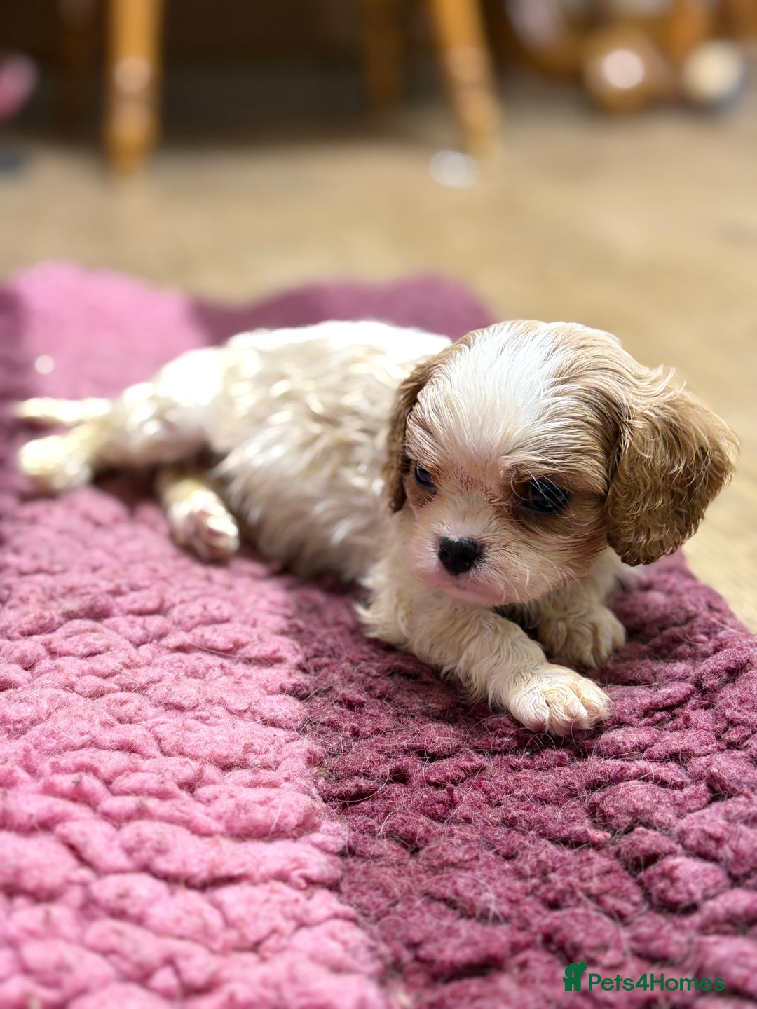Cavalier King Charles Spaniel dogs for sale: Specialist Health Tested Cavalier King Charles  - Advert 27