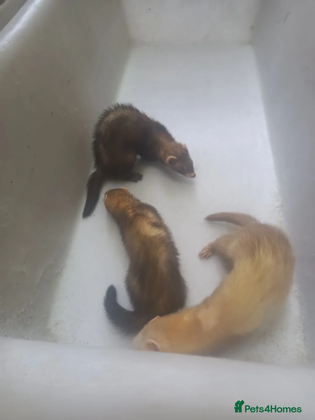Ferret rodents for sale: Ferrets  in Crowborough - Advert 3